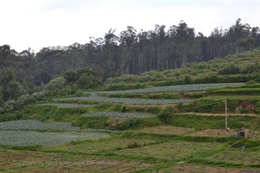 On Road-Route Ooty to Coonoor_DSC5293_H600